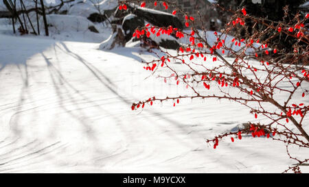 Wild berry bush in winter in front of frozen white ground Stock Photo