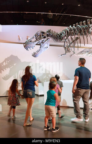 A family with children looking at a T Rex fossil of the tyrannosaurus Rex dinosaur, Houston Museum of Natural Science, Houston, Texas USA Stock Photo