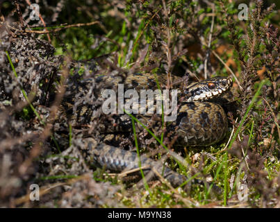 Male Adder (Vipera berus) curled up basking in heather on the Northern Pennines. Stock Photo