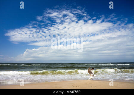 European herring gull (Larus argentatus) bowing on the beach, Baltic Sea, Poland. Stock Photo