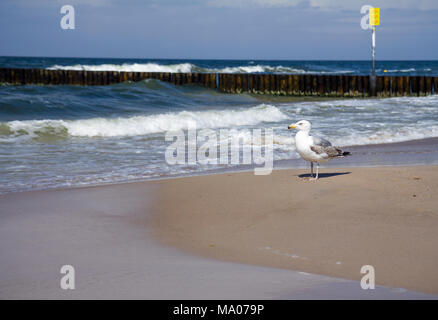European herring gull (Larus argentatus) standing on the beach, Baltic Sea, Poland. Stock Photo