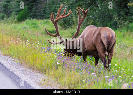 Antlered bull elk during rutting season, grazing in the wildgrass and wildflowers. Banff National Park Alberta Canada Stock Photo