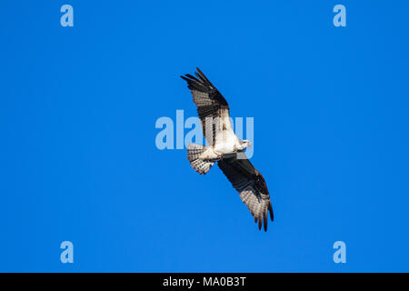 Ospreys Catching Fish, flying osprey. Sky background Western Osprey Pandion haliaetus. fish-eating bird of prey. Mackenzie river, NWT, Canada Stock Photo