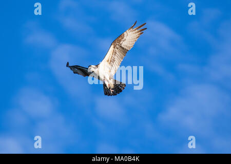 Ospreys Catching Fish, flying osprey. Sky background Western Osprey Pandion haliaetus. fish-eating bird of prey. Mackenzie river, NWT, Canada Stock Photo