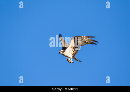 Ospreys Catching Fish, flying osprey. Sky background Western Osprey Pandion haliaetus. fish-eating bird of prey. Mackenzie river, NWT, Canada Stock Photo