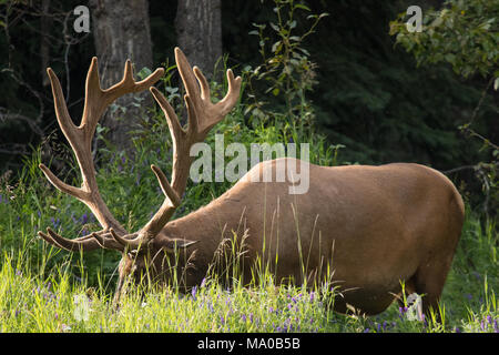 Big male elk at Banff National Park, Alberta, Canada. Stock Photo