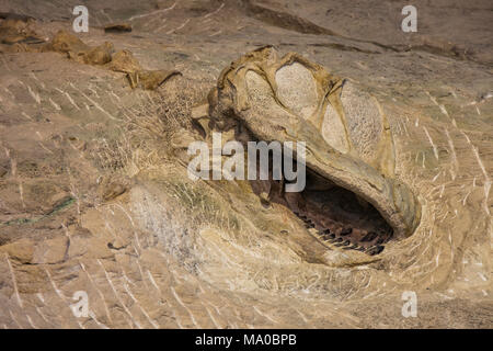 Dinosaur fossils, Dinosaur National Monument, Utah Stock Photo