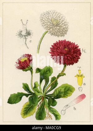 Daisy <Bellis perennis>, 1896 Stock Photo