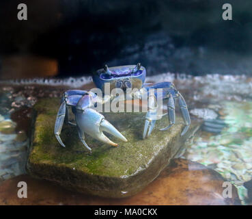 Colored crab sitting on a stone, philippines crab Stock Photo
