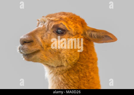 portrait of a Alpaca in grey back Stock Photo