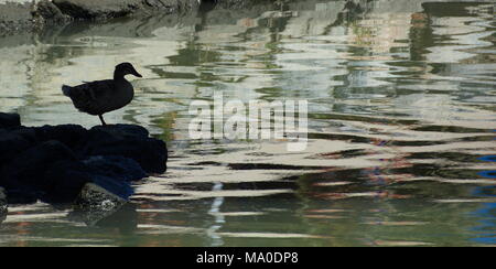 A duck perched on rocks silhouetted against rippling water. Stock Photo