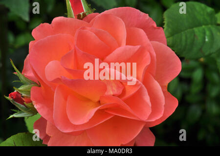 rose Stock Photo