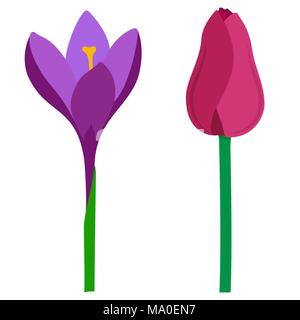 Spring flowers tulip and crocus, simple vector illustration, isolated on white background Stock Vector