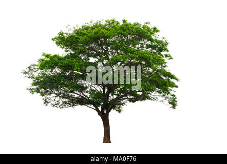 East Indian Walnut or Rain Tree isolated on white background.Fresh and beautiful in countryside of Thailand. Stock Photo