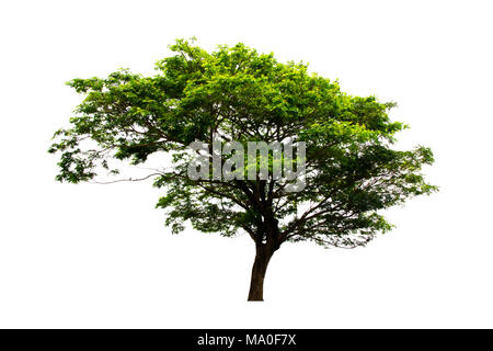 East Indian Walnut or Rain Tree isolated on white background.Fresh and beautiful in countryside of Thailand. Stock Photo
