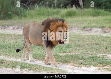 African Lion (Panthera leo). Adult male with two coloured mane, in a measured, slow deliberate walk. Probably recently fed. Note rotund belly.  Stock Photo