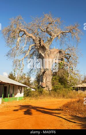 Adansonia digitata, the baobab, is the most widespread of the Adansonia species, and is native to the African continent, Zanzibar Tanzania. Stock Photo