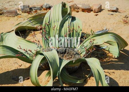 Welwitschia (Welwitschia mirabilis) plant growing in the hot arid Namib Desert of Angola and Namibia. Stock Photo