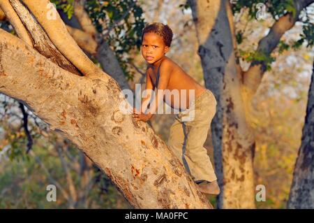 Little bushman (San) boy climbing on the tree in the Kalahari desert in Ghanzi, Botswana. Stock Photo