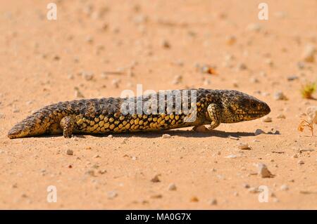 Tiliqua rugosa (Eastern Shingleback) is a short-tailed, slow moving species of blue-tongued skink found in Australia. Coorong National Park Australia. Stock Photo
