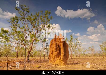 Massive cathedral termite mounds (Nasutitermes triodae), Kakadu National Park, Northern Territory, Australia. Stock Photo