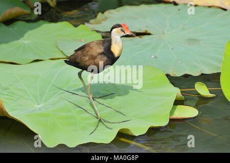 The comb-crested jacana (Irediparra gallinacea), also known as the lotusbird or lilytrotter, Kakadu National Park Australia. Stock Photo