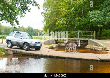 A four wheel drive car stops at a ford across a stream as a baby donkey feeds from its mother in the New Forest national park, Hampshire, England, UK Stock Photo