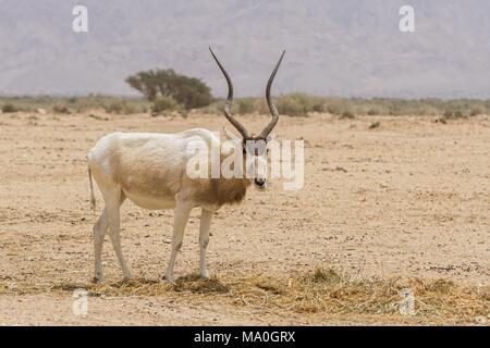 The white antelope, Addax nasomaculatus, also known as the screwhorn antelope in Yotvata Hai-Bar Nature Reserve, Israel. Stock Photo