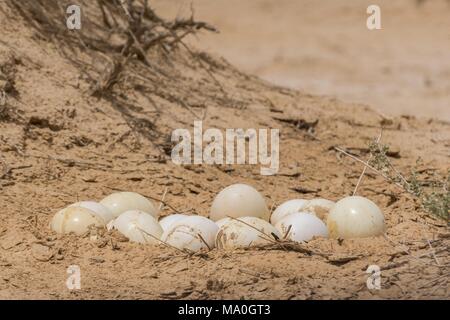 The North African ostrich eggs in the Yotvata Hai-Bar Nature Reserve, Israel. Stock Photo