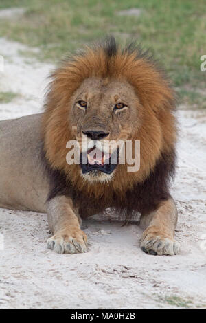 African Lion (Panthera leo). Adult male. Just sitting on savanna sand. Satiated. Stock Photo