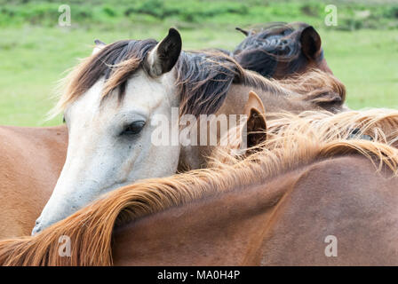 New Forest ponies mingling in close contact in the New Forest national park, Hampshire, England, UK Stock Photo