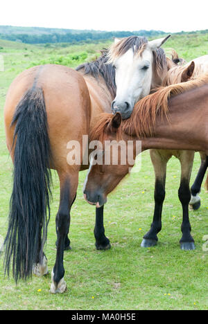 New Forest ponies mingling in close contact in the New Forest national park, Hampshire, England, UK Stock Photo