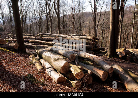 Germany, felled and stacked beech trees in the Ardey mountains near the city of Wetter.  Deutschland, Ruhrgebiet, gefaellte und gestapelte Buchenstaem Stock Photo