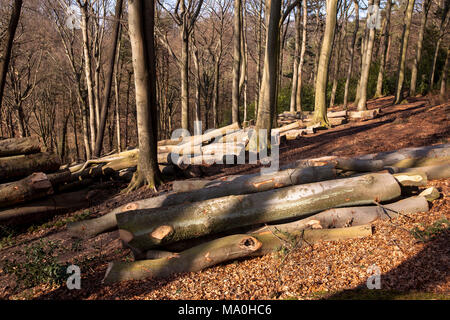 Germany, felled and stacked beech trees in the Ardey mountains near the city of Wetter.  Deutschland, Ruhrgebiet, gefaellte und gestapelte Buchenstaem Stock Photo