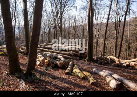 Germany, felled and stacked beech trees in the Ardey mountains near the city of Wetter.  Deutschland, Ruhrgebiet, gefaellte und gestapelte Buchenstaem Stock Photo