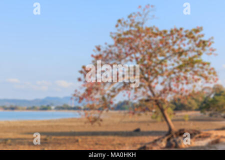 Old leaned Sea almond tree at  sea shore blurred background Stock Photo