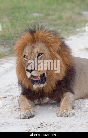 African Lion (Panthera leo). Adult male. Just sitting on savanna sand. Satiated. Stock Photo