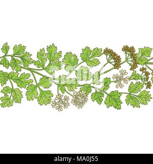 coriander plant vector pattern on white backgrond Stock Vector