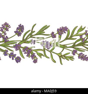 lavender plant vector pattern on white background Stock Vector