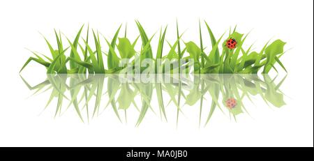Spring Green Grass with Ladybug Isolated on White Background. Vector Illustration. Stock Vector