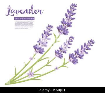 Branch of Lavender Flowers Isolated on White. Vector Illustration. Stock Vector