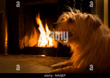 Norfolk terrier by open fire Stock Photo