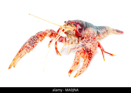 Crayfish ,Fresh water Lobster on white background Stock Photo