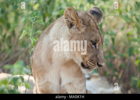 African Lion (Panthera leo). Well grown cub. One of a litter in a tropical heat of the day shady refuge under bush and tree cover. Note dark and light Stock Photo