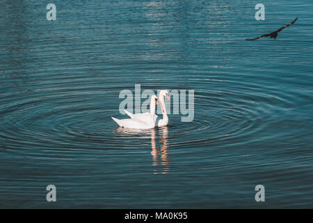 Mute swan couple swimming on the lake in Neuchâtel Switzerland and a black bird flying Stock Photo