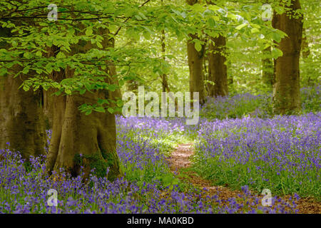 A footpath through bluebells in woods near to Micheldever, Hampshire on a bright sunny day in May. Stock Photo