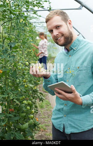 Portrait Of Agricultural Workers Checking Tomato Plants Using Digital Tablet Stock Photo