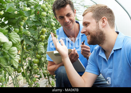 Agricultural Workers Checking Tomato Plants Using Digital Tablet Stock Photo