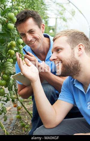 Agricultural Workers Checking Tomato Plants Using Digital Tablet Stock Photo