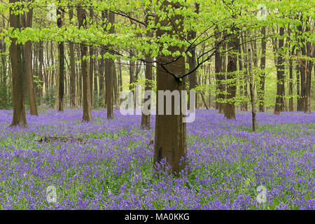 Bluebells carpet the woodland floor beneath the lime green leaves of a young Beech tree in woods near to Micheldever in Hampshire, England. An overnig Stock Photo